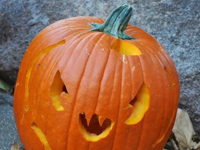 Recognizing Pumpkin Leaves: Key Traits for Gardeners to Notice