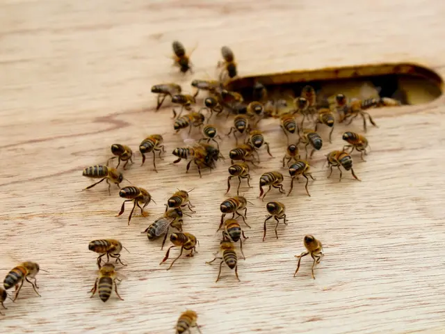 Dusseldorf's 1st District Competition: Assessing Its Eco-friendliness Towards Insects