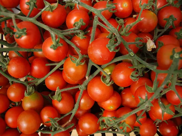 Watering tomatoes in August for faster ripening and larger, sweeter results, right on the bush: a...