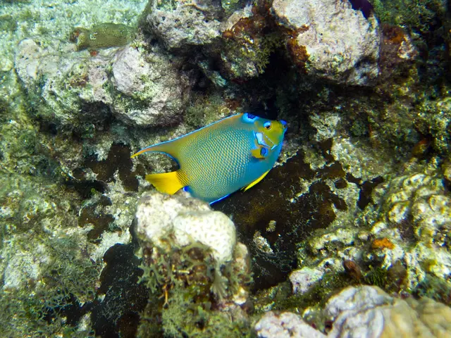 Ocean Art Competition Winner of 2019: Nicholas More in Wide Angle Category