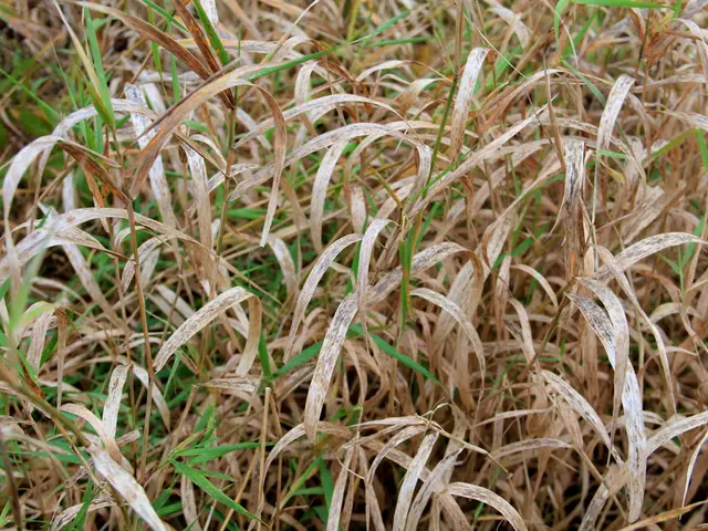 Optimal Fertilizing of Outdoor Vegetation: Key Timeframes for Robust Development and Thriving...