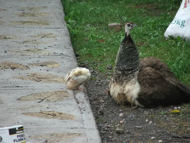 Practical Guide to Fluent English Language Learning