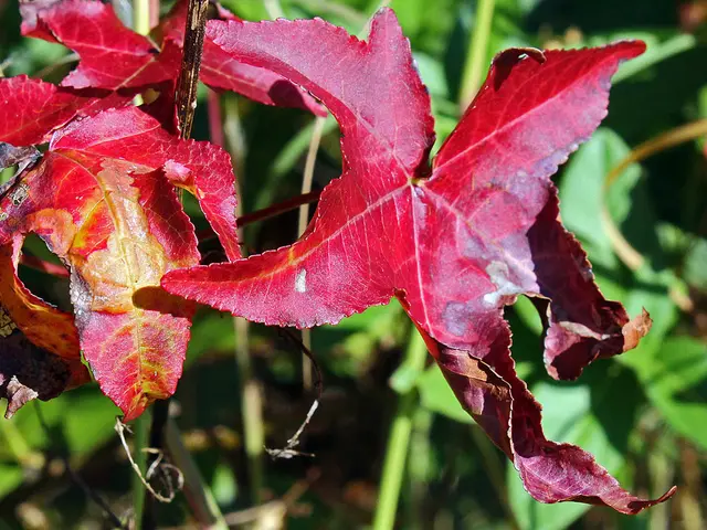 Japanese Kudzu Overgrowth Invades All in its Way in Zac Henderson's 'Palimpsest'