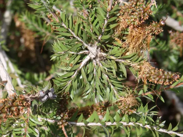 Indoor Fruit-Bearing Trees for a Year-Round Harvest: Cultivate Fruit Indoors for Constant Yields