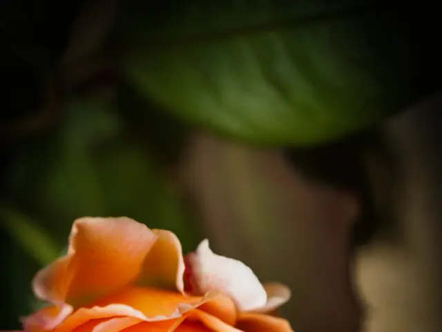 Should Shasta daisies require fertilization for prolonged flowering in summer? Insights from a...