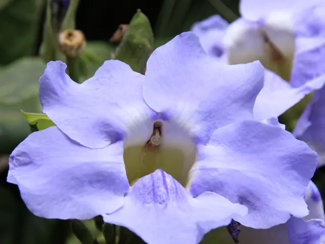 Planting these eight perennial flowers in August ensures continuous blooming till autumn.