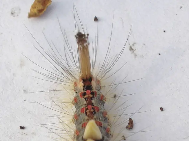 A Must-Try Trick for Creating a Barrier Against Dust Naturally