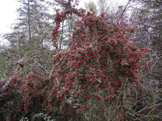 Free trees available for collection