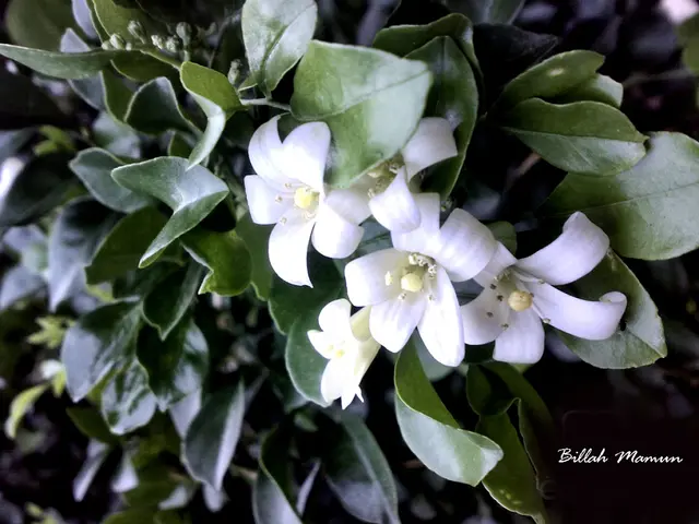 Eight Blossoming Shrubs with White Petals to Enhance the Grace and Beauty of any Garden Setting