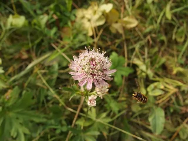 Swarms of Aphids Overrun the Garden