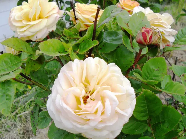 Destroying Decorative Grasses and Strategies for Managing Invasive Decorative Grass Species