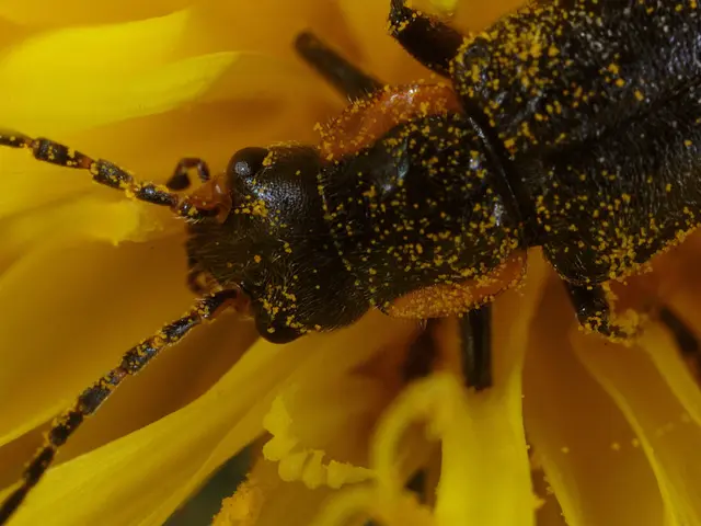 Guide on Growing Flossflower: A resilient, attractive bloom ideal for deterrence of mosquitoes...