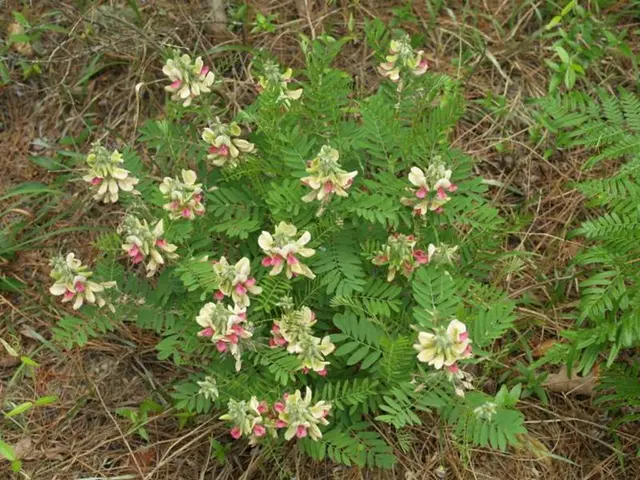 Improving Planting in Clay Soils According to St. Augustine Grass Experts