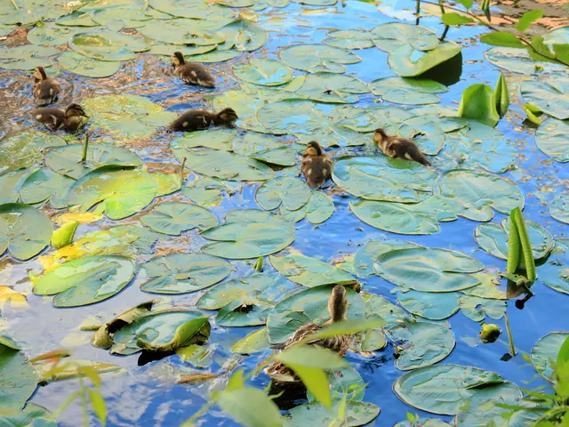 A step-by-step guide to cultivating lotus seeds: Five easy methods for nurturing your own stunning...