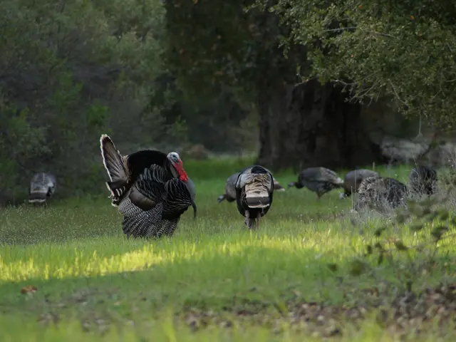 In 2025, Turkey becomes a top-rated location for retirement, according to recent findings.