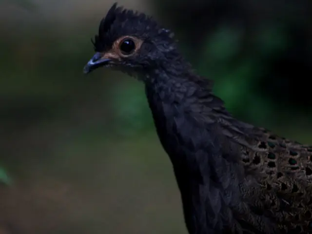 10 Avian Wonders That Dazzle Like Pixar Creations