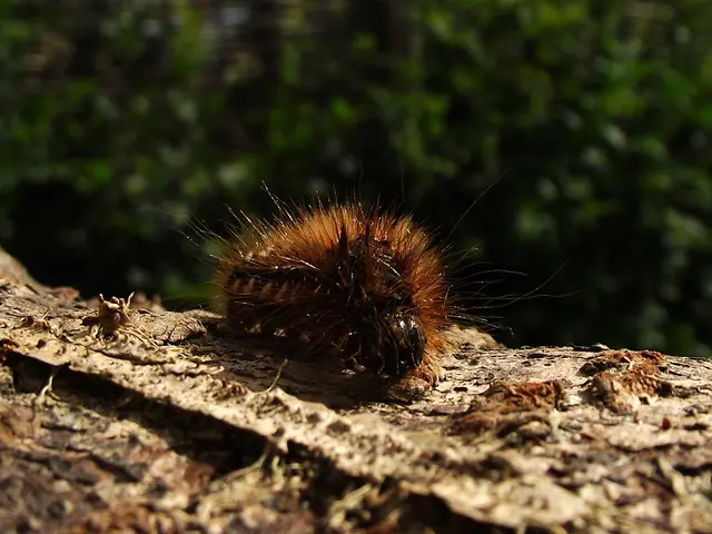 In the foreground of this image, there is an insect on a wooden surface. In the background, there...