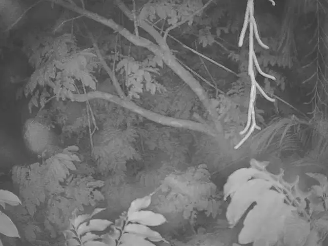 In the picture there are many trees present.