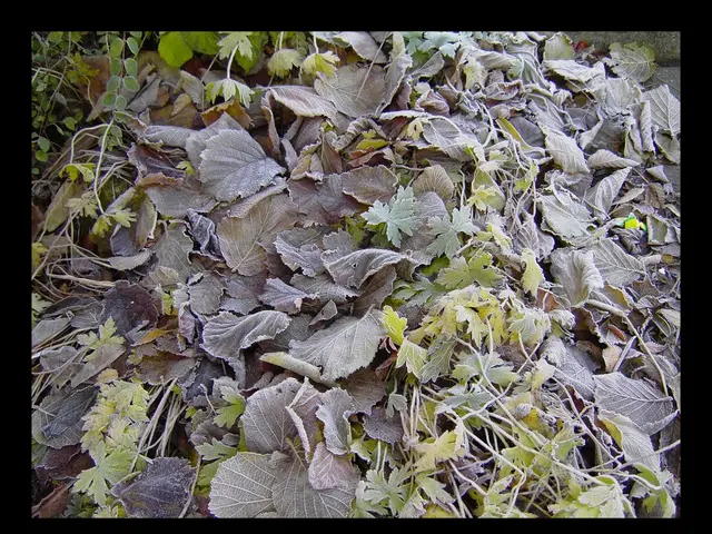 In this image in the foreground there are some leaves and plants.