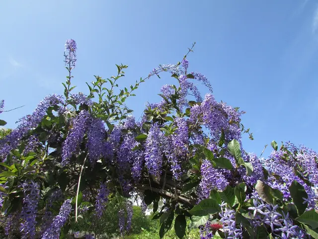 In this image I can see there are flowers in brinjal color to this trees, at the top it is the sky.