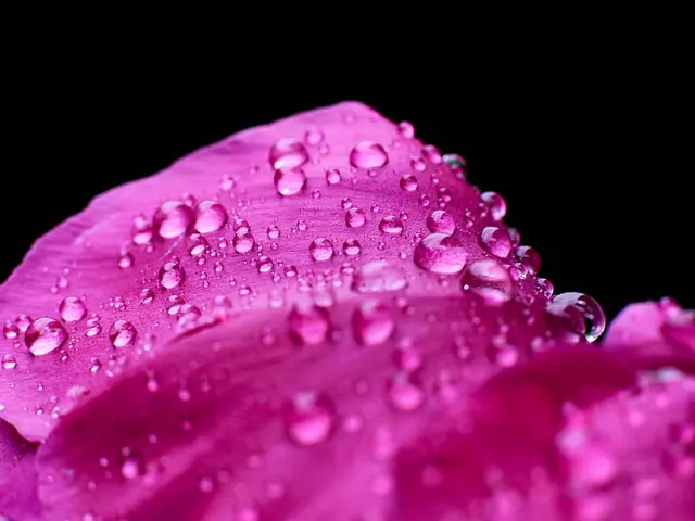 In this image we can see water drops on the flower.
