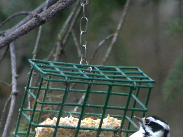In this image there is a black bird, a bird cage in the foreground. And there are trees in the...