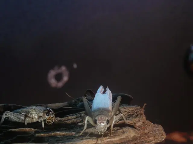 In this picture we can see few insects on the wooden bark.