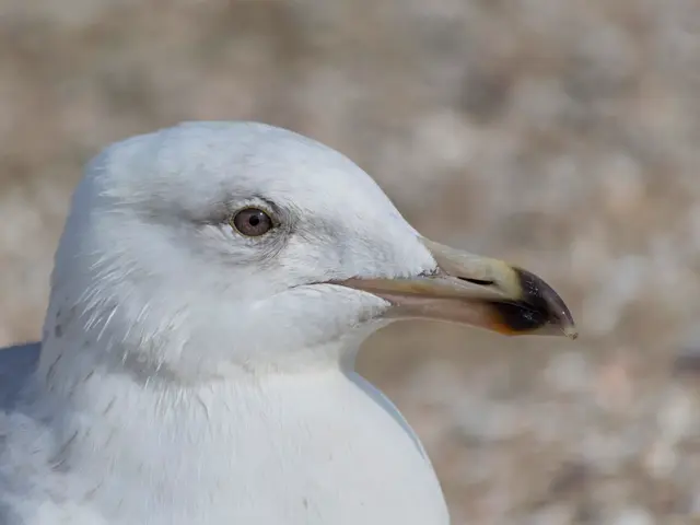 Here in this picture we can see a close up view of a bird present over there.