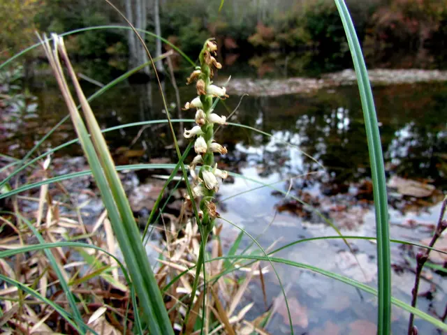 In this picture we can see dry grass and flowers near a lake surrounded by trees and bushes.