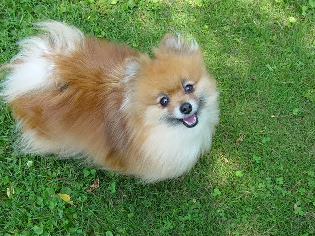 In the center of the image we can see a dog on the ground. We can also see some herbs and grass.