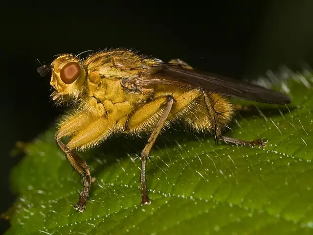 In this image there is an insect on a leaf, in the background it is dark.
