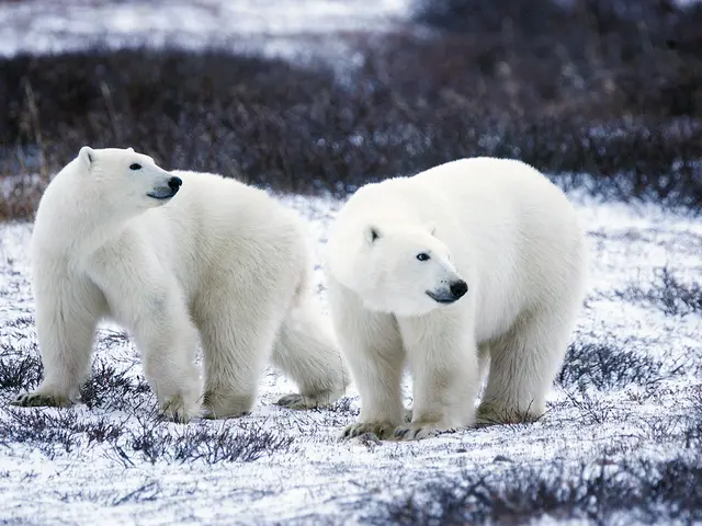 In the center of the image we can see polar bears. At the bottom there is snow. In the background...