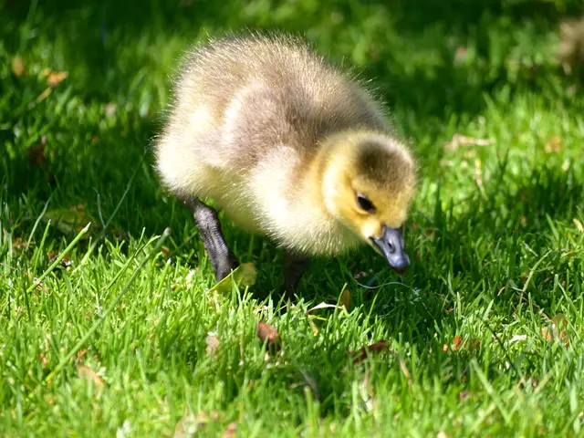 In this picture there is a duck in the center of the image, on the grassland.