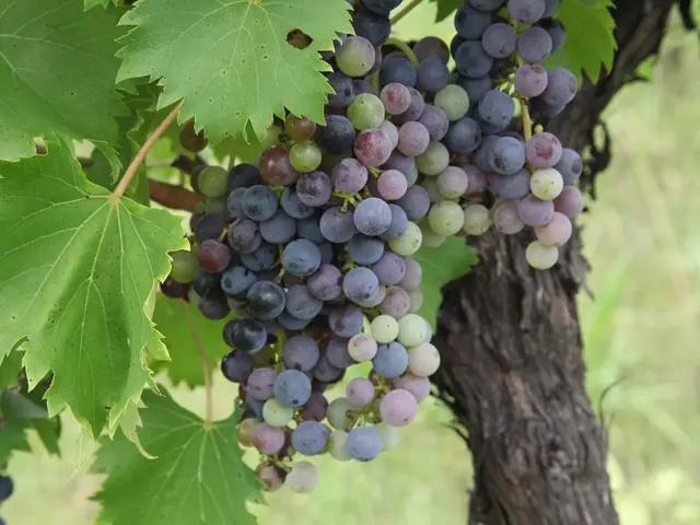 In this picture, I can see bunch of grapes to the tree and the grapes are black in color and few...