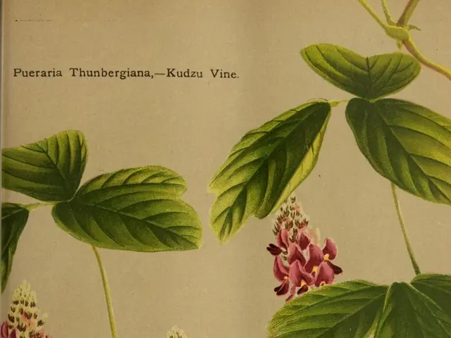 There is a page in the image on which there are flowers, leaves and text on it.