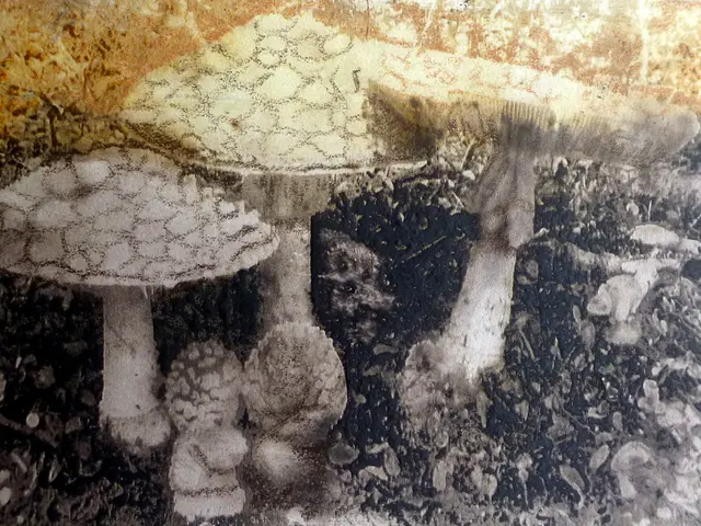 In the foreground of this edited image there are mushrooms.