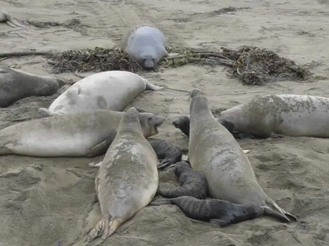 In this image I can see there are seals and baby seals in the sand.