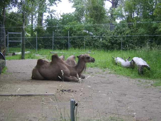 In the center of the image there are camels sitting on the ground. In the background we can see...