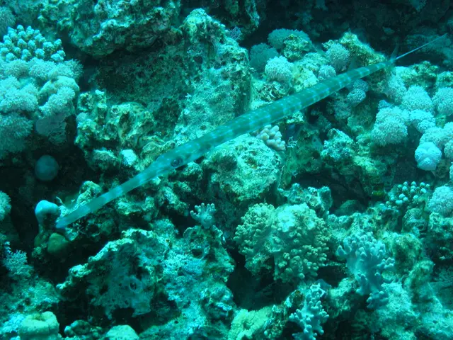 In this picture we can see a sea animal.