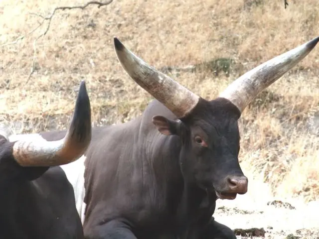 In the center of the image we can see two cows, which are in black and white color. In the...