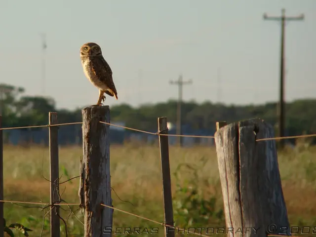 In this image I can see the bird on the wooden-log. I can see few trees, current-poles, sky and the...
