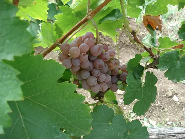 This image is taken outdoors. On the left side of the image there is a creeper with green leaves...