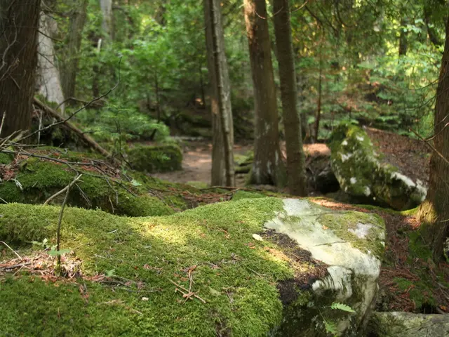 We can see some mosses and plants. Also there are some sticks. In the background there are trees.