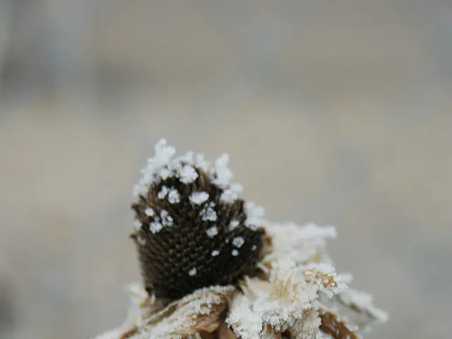 In this image there is a flower covered in snow.