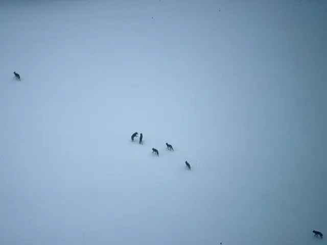 This is a picture taken in a snowy area. In the center of the picture there are wolves. On the...