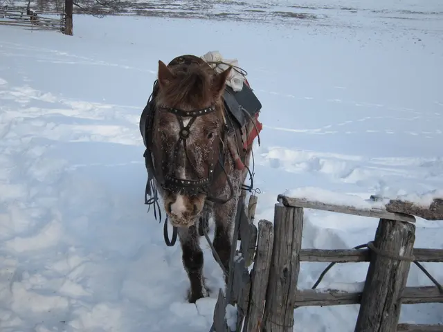 There is a donkey standing on the snow surface near a wooden fencing. In the background, there is a...