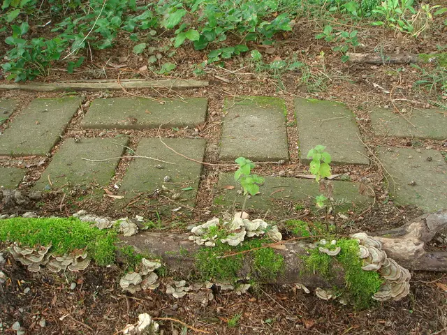 In this picture I can see a walkway, there are plants, dried leaves and there are oyster mushrooms.