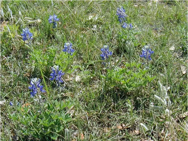 In this image I can see flowering plants and grass on the ground. This image is taken may be in a...
