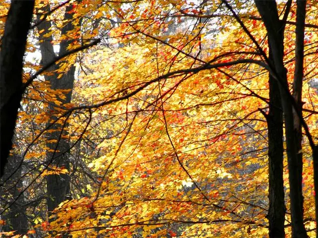 In the image there are a lot of tall trees and below the trees there are small plants.
