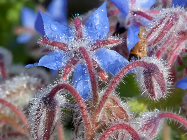 In the picture we can see some flowers which are grown to the plant are in violet color.